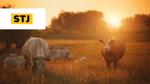 STJ, animal vivo, carne, tributação, crédito presumido, PIS, Cofins, decisão, 1ª Turma, Isabel Galotti, Benedito Gonçalves, Regina Helena Costa, TRF3, Lei 10.925/2004, agroindústria, Carf